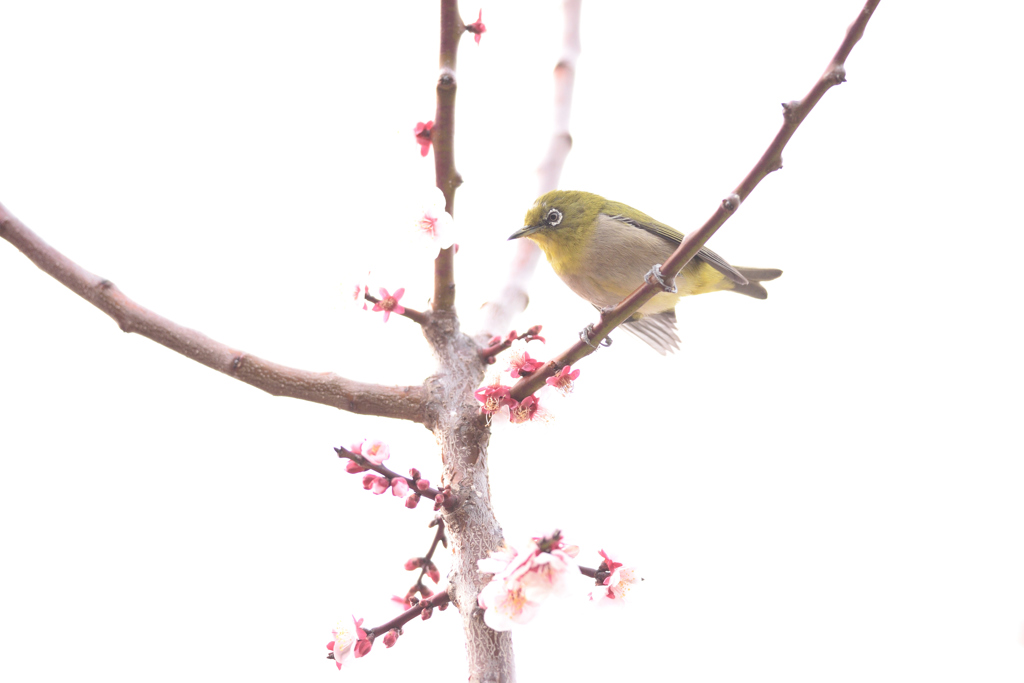 メジロ（７）