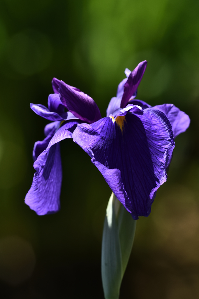 花菖蒲（１）