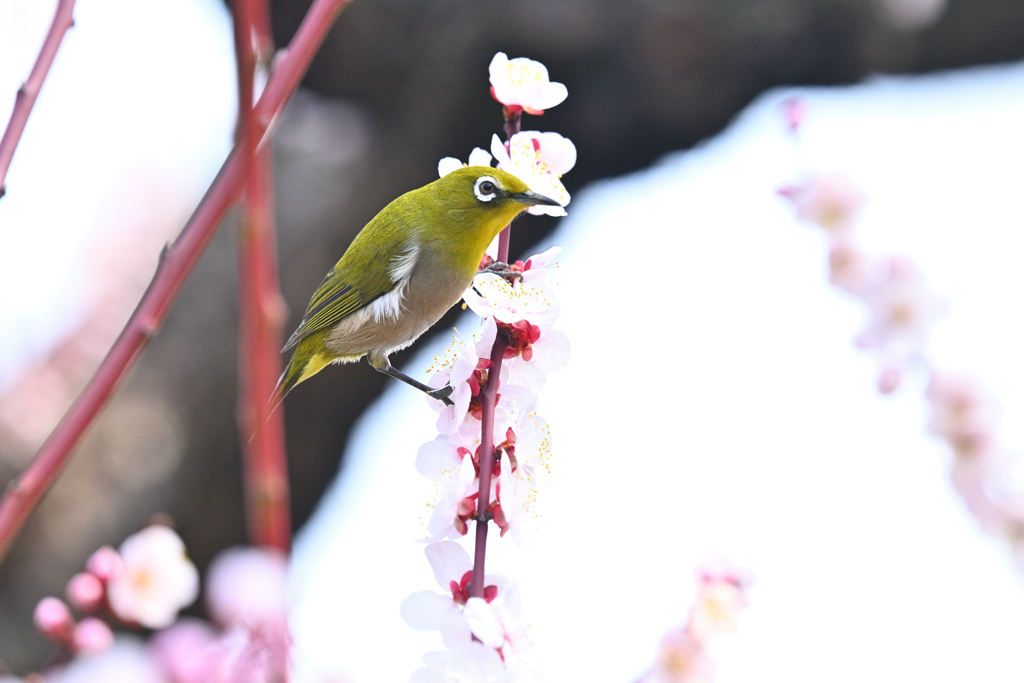 蜜を求めて（３）