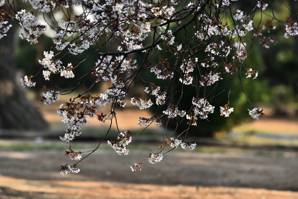 桜咲く
