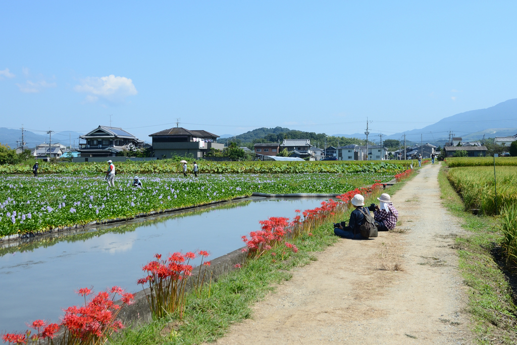 花を求めて