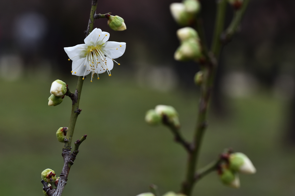 白梅（１）
