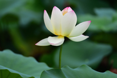 蓮の花　一輪（３）