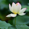 蓮の花　一輪（３）