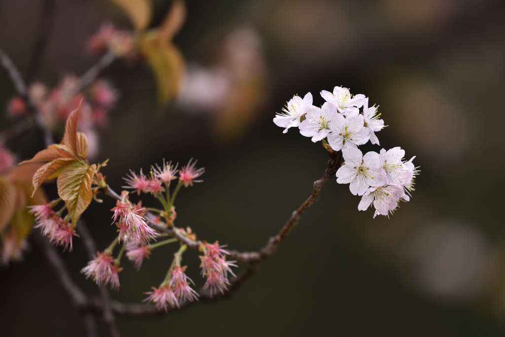 残り花（１）