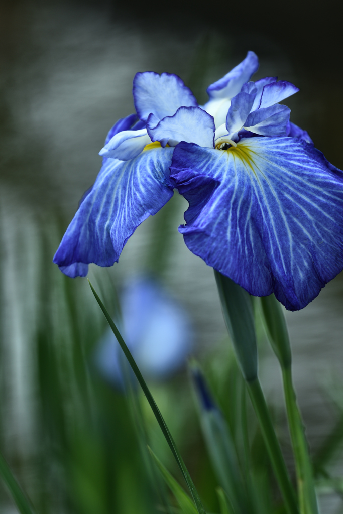 花菖蒲（９）