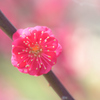 紅梅（４）