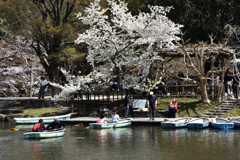奈良公園の春（３）