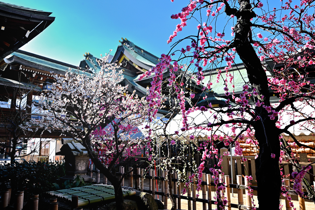 天満宮の春景色（３）