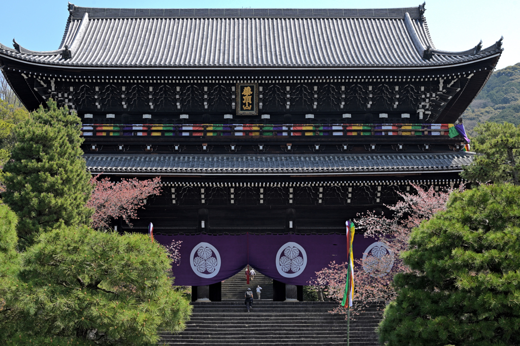 知恩院の三門の桜
