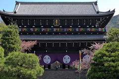 知恩院の三門の桜