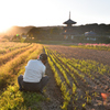夕陽を狙って（１）