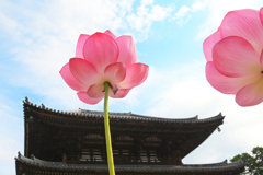 蓮花の寺（２）