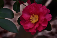 山茶花（３）