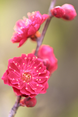 天満宮に咲く梅の花（１）