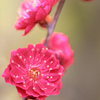 天満宮に咲く梅の花（１）