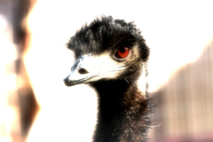 赤い目の鳥