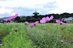 コスモスと三重の塔（３）