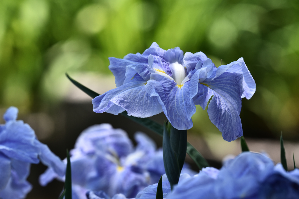 花菖蒲（２）