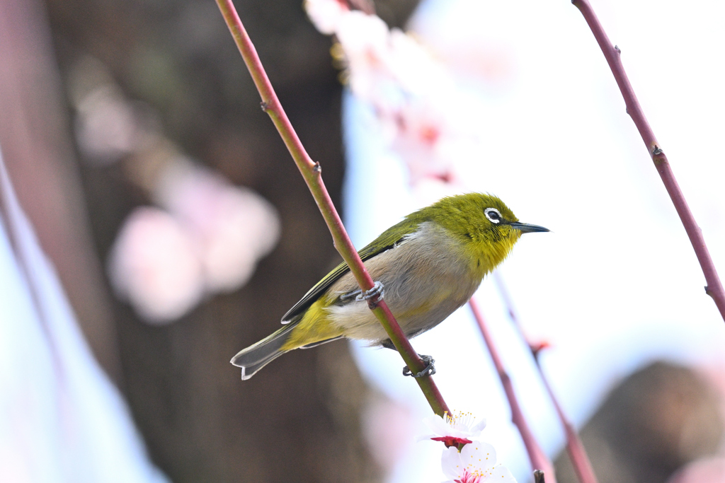 蜜を求めて（６）