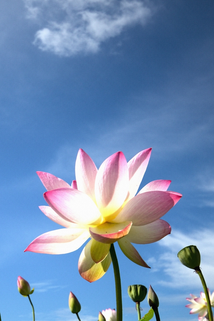蓮の花（５）