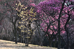 荒山公園の梅（１）　開花情報です。