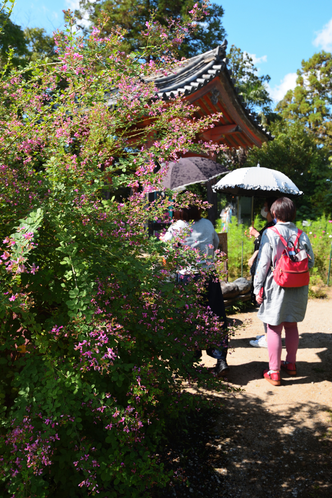花の寺　般若寺　（０６）