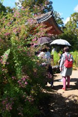 花の寺　般若寺　（０６）