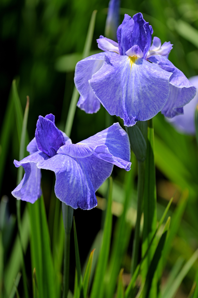 城北菖蒲園にてー７