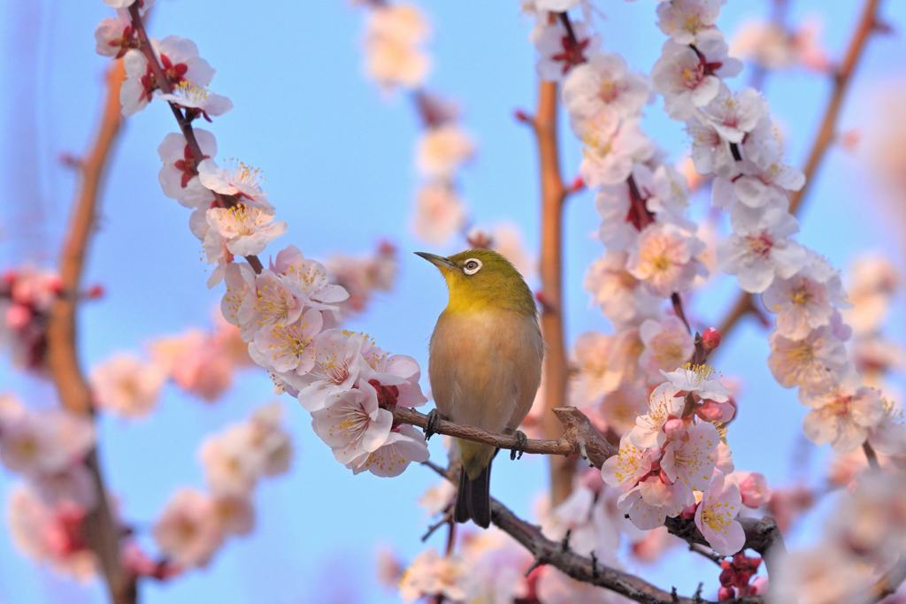 蜜を求めて（２５）