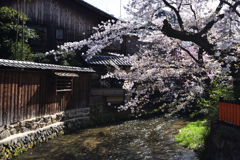 祇園白川　春爛漫