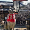 源九郎稲荷神社にて（３）