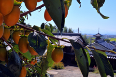 斑鳩町岡本の秋景色（３）