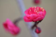 紅梅（１）