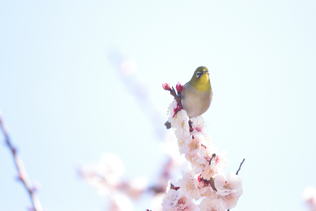 メジロ（２）