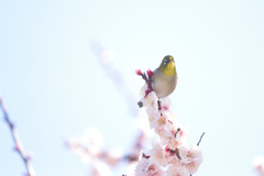 メジロ（２）