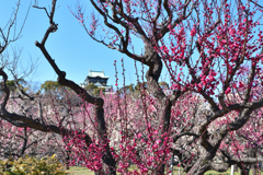 大阪城梅林にて（３）