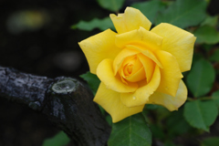 黄色い薔薇