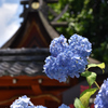 あじさい寺寸景（４）