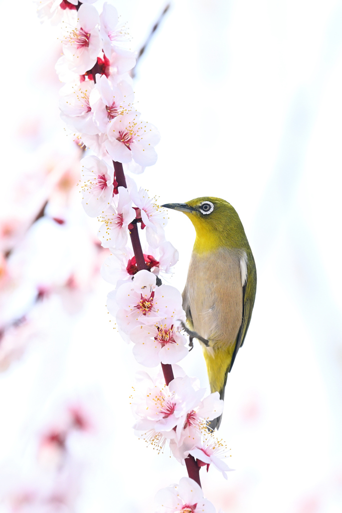 蜜を求めて（１２）