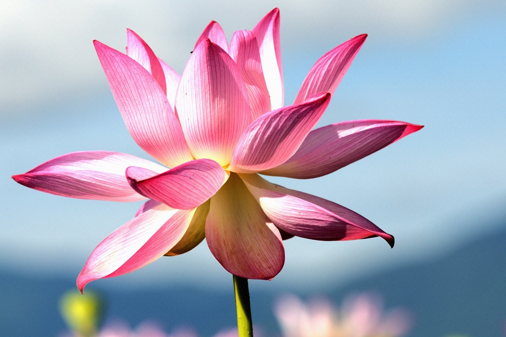 蓮の花（４）