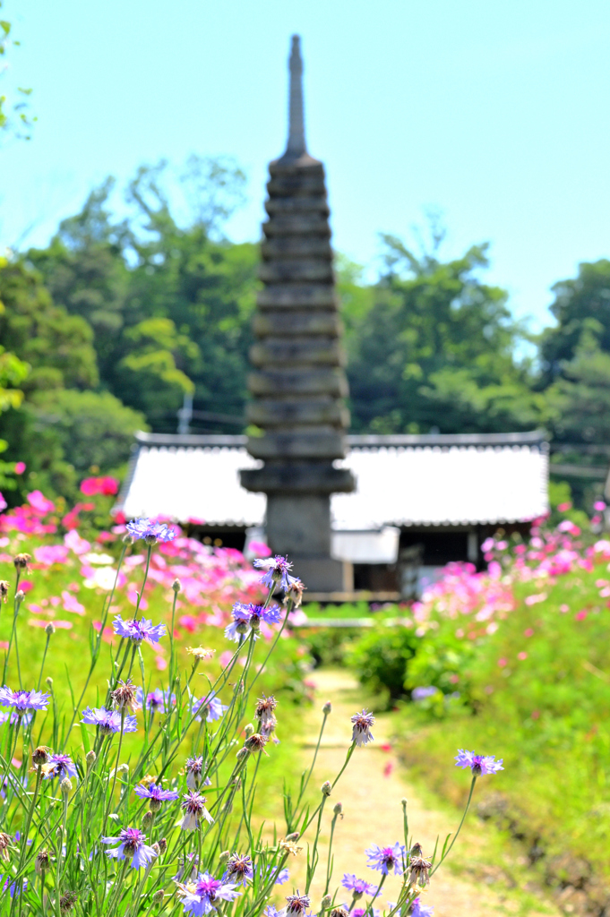 コスモス寺ー１０