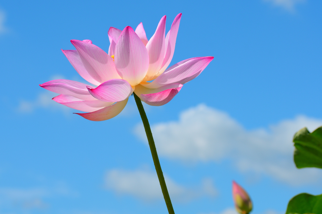 蓮の花（５）
