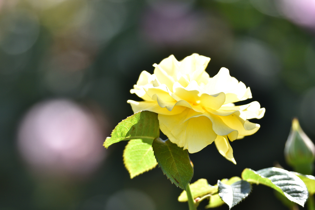 薔薇（１９）