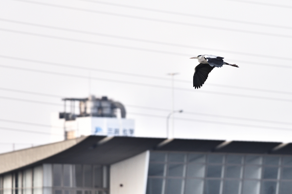 カワウ（３）