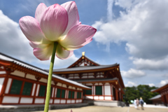 蓮花の薬師寺（１）