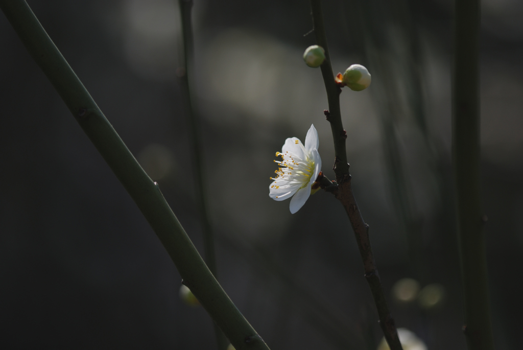 白梅