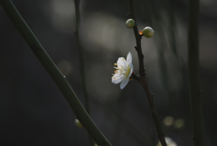 白梅