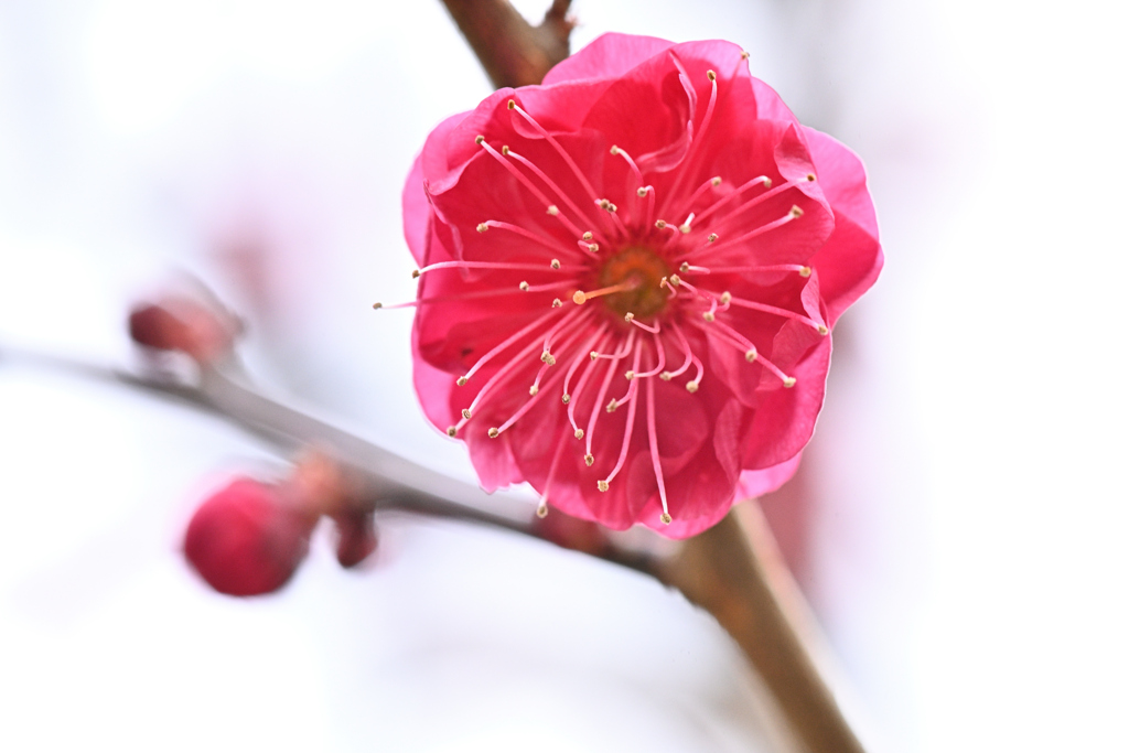 紅梅ー６