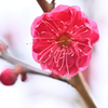 紅梅ー６